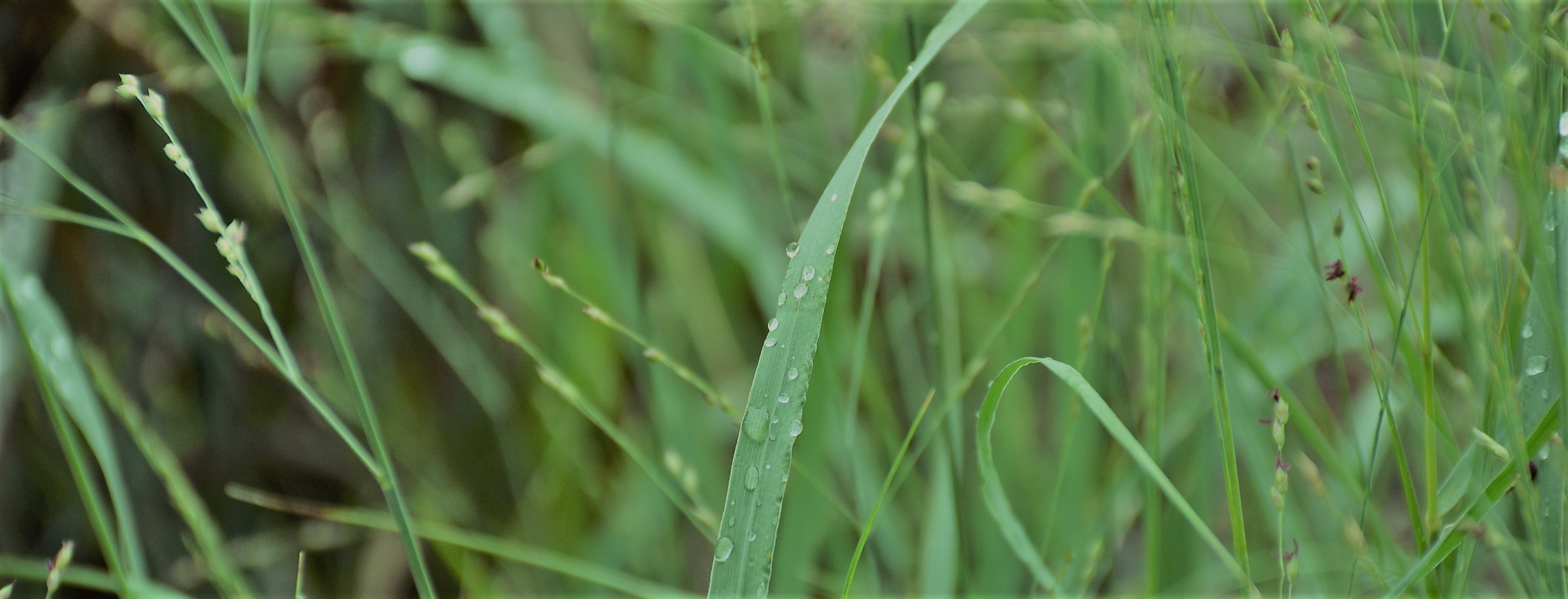 grassy field