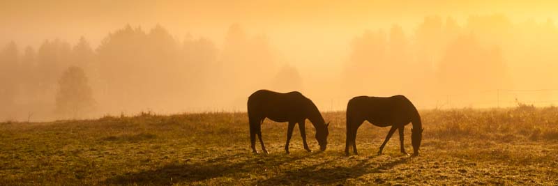 Morning mist with horses