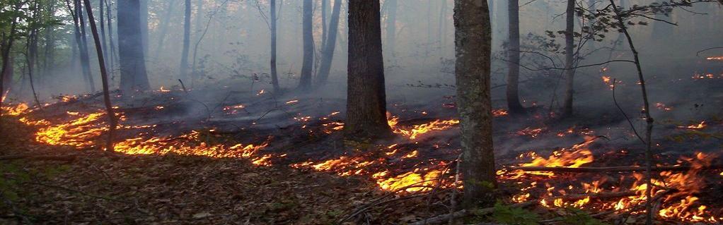 a wild fire