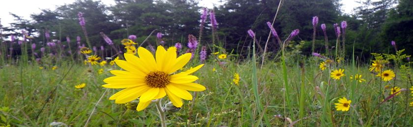 Lone Oak Glade State Nature Preserve