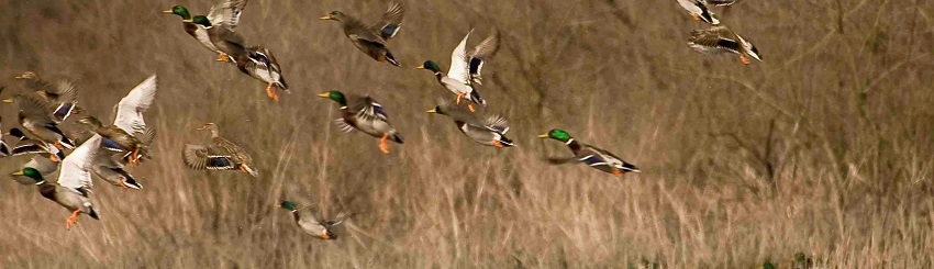 Obion Creek Wildlife Management Area