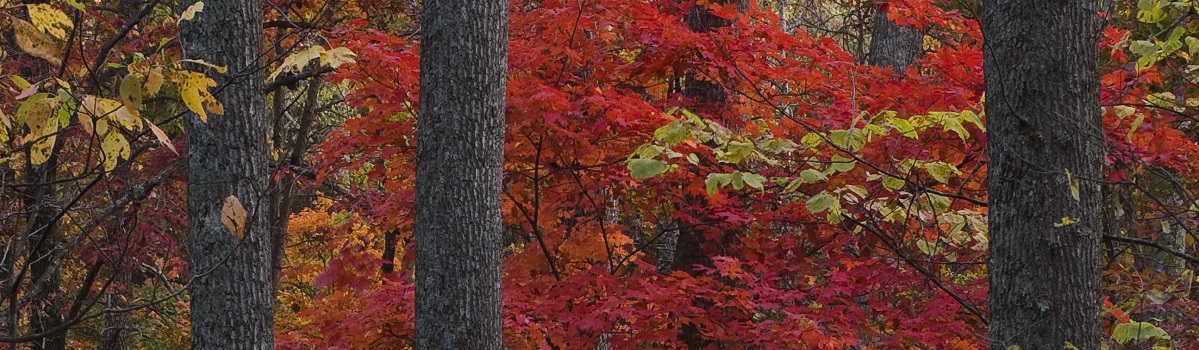 Marrowbone State Forest and Wildlife Management Area