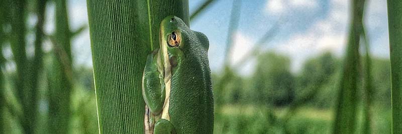 Green frog